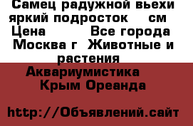 Самец радужной вьехи яркий подросток 15 см › Цена ­ 350 - Все города, Москва г. Животные и растения » Аквариумистика   . Крым,Ореанда